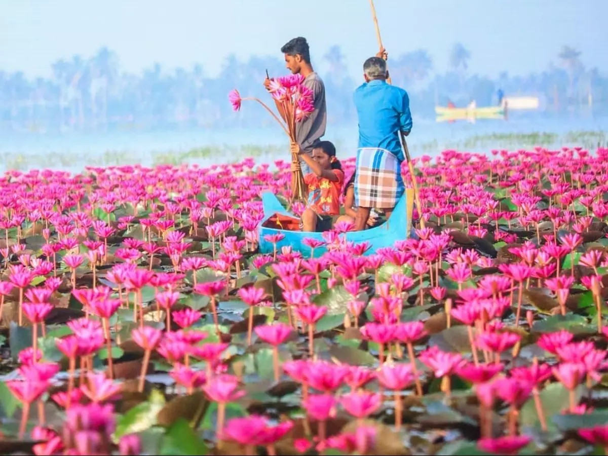 Malarikkal Water Lily Fields